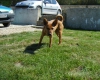 femelle-pinscher-croise Limeray ( 37530 ) - Indre et Loire