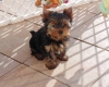 disponible-magnifique-yorkshire-terrier-lof Azay-le-Rideau ( 37190 ) - Indre et Loire