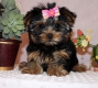 adorable-chiot-de-race-yorkshire-disponible-de-suite-pour-adoption- Preuilly-sur-Claise ( 37290 ) - Indre et Loire