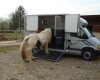 camion-chevaux-diesel-master Amboise ( 37400 ) - Indre et Loire