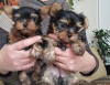 deux-chiots-yorkshire-lof-a-donner Sazilly ( 37220 ) - Indre et Loire