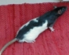 urgent-donne-rat Tours ( 37000 ) - Indre et Loire