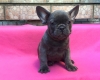 a-donner-chiot-bouledogue-francais Azay-sur-Indre ( 37310 ) - Indre et Loire