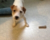 1-chiot-type-jack-russel-male-a-donner Tours ( 37000 ) - Indre et Loire