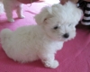 magnifique-chiot-type-bichon-maltais Saint-Flovier ( 37600 ) - Indre et Loire