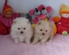 a-donner-deux-chiots-type-spitz-allemand Saint-Flovier ( 37600 ) - Indre et Loire