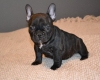 male-and-female-french-bulldog-puppied-for-sale Pussigny ( 37800 ) - Indre et Loire