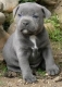 a-donner-5-magnifiques-chiots-staffordshire-bull-terrier Azay-sur-Cher ( 37270 ) - Indre et Loire