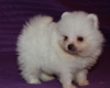 chiot-pure-race-spitz-a-donner Vou ( 37240 ) - Indre et Loire