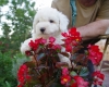 offre-magnifique-chiot-bichon-frise Ambillou ( 37340 ) - Indre et Loire