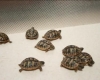 superbes-tortues-terrestres-hermann-testudo-hermanni-hermanni Tours ( 37000 ) - Indre et Loire