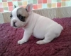 a-donnee-chiots-bouledogue Anché ( 37500 ) - Indre et Loire