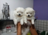 disponible-chiots-spitz-nain-blanc Abilly ( 37160 ) - Indre et Loire