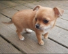 donne-magnifique-chiot-chihuahua Avon-les-Roches ( 37220 ) - Indre et Loire